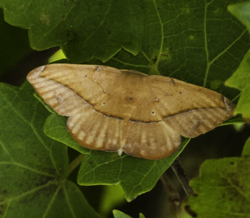 Juniper-twig geometer moth